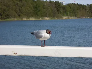 海鸥，笑鸥，海，海边，海滩，水