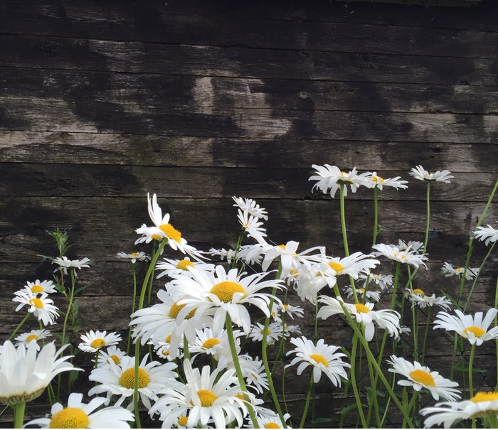 草地，性质，草叶，鲜花，绿色，草