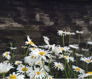 草地，性质，草叶，鲜花，绿色，草