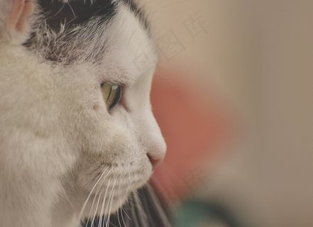 猫，Mieze，家猫，动物，宠物，滑稽