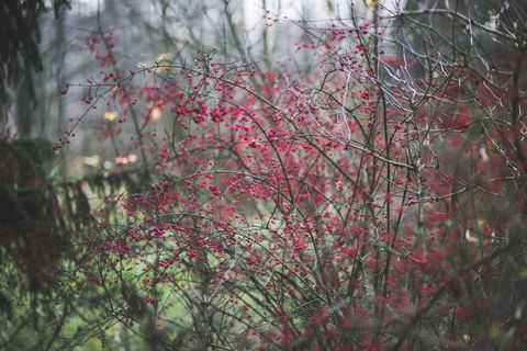 森林，伍兹，花，粉红色，渺小，小小，酿酒