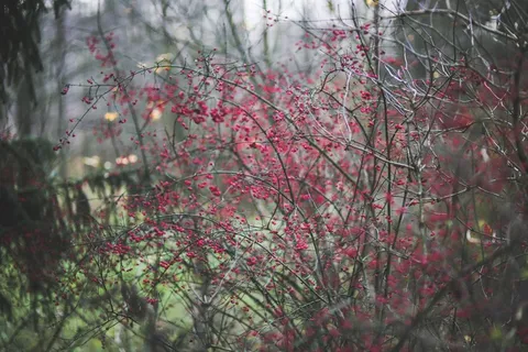 森林，伍兹，花，粉红色，渺小，小小，酿酒