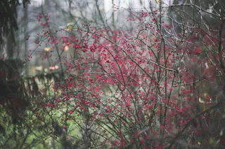 森林，伍兹，花，粉红色，渺小，小小，酿酒