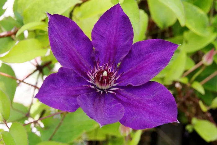 铁线莲，紫，开花，花，关闭，紫色