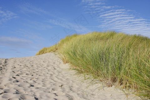 海滩，沙丘，草，北海，海岸，沙丘草