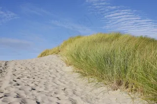 海滩，沙丘，草，北海，海岸，沙丘草