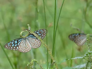 蝴蝶，绿色，昆虫，自然，动物，翼