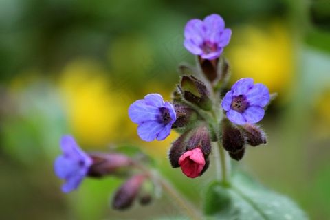 开花，干，开花的茎，粉红色，宏，花园