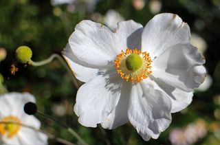 花卉园，秋季，开花，海葵，花