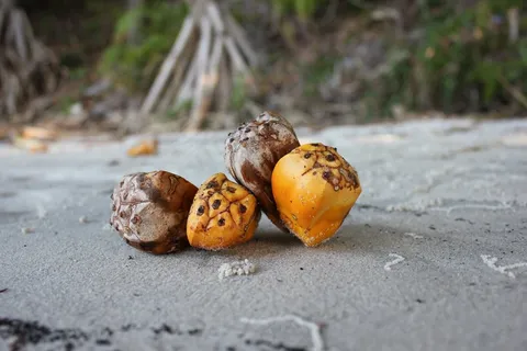 熊猫种子，熊猫棕榈，海滩，棕榈，种子