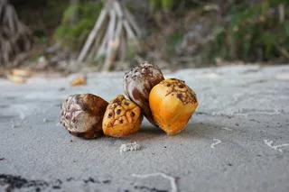 熊猫种子，熊猫棕榈，海滩，棕榈，种子