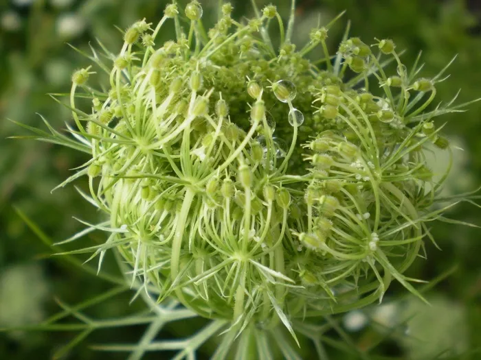 蓟，绿色，自然，宏