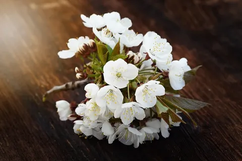 樱花,樱花,鲜花,白,春天 樱花,樱花,鲜花,白,春天