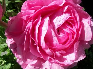 玫瑰，粉红色，花，性质，花的，春天，开花