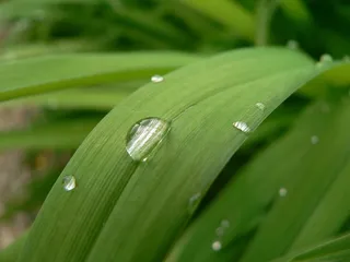 植物，水，下降，雨，湿，雨后，宏
