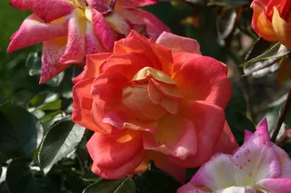 植物，花，玫瑰，红色