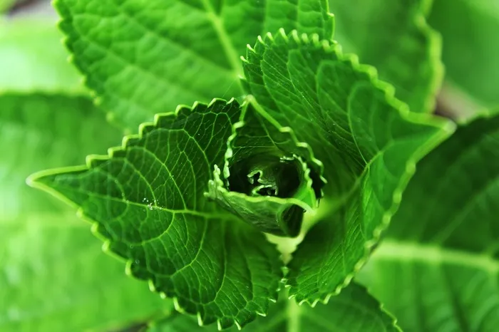 绿色，叶子植物