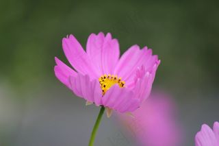 波斯菊，波斯菊，花，盛开，花粉，紫色