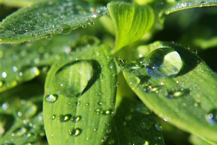 宏，雨滴，水滴，滴植物叶子，水