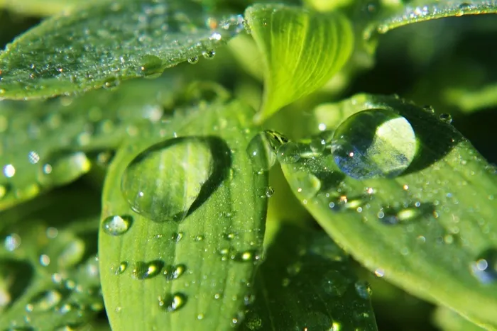 宏，雨滴，水滴，滴植物叶子，水