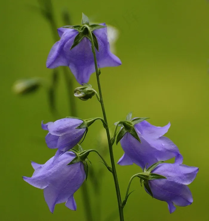 鲜花，钟声，紫色，开花，厂