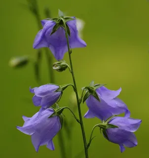 鲜花，钟声，紫色，开花，厂