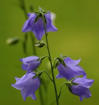 鲜花，钟声，紫色，开花，厂