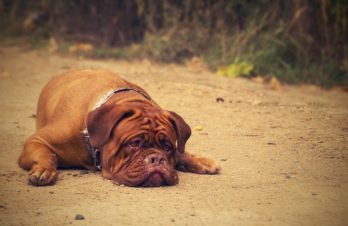波尔多，背景，狗，肖像，年轻，可爱，棕色