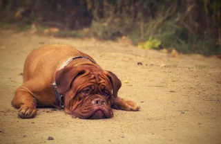 波尔多，背景，狗，肖像，年轻，可爱，棕色