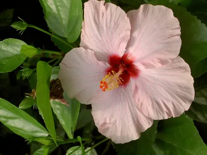 芙蓉花,鲜花,开花,粉红色 芙蓉花,鲜花,开花,粉红色