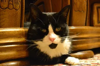 猫，黑白，家养短发