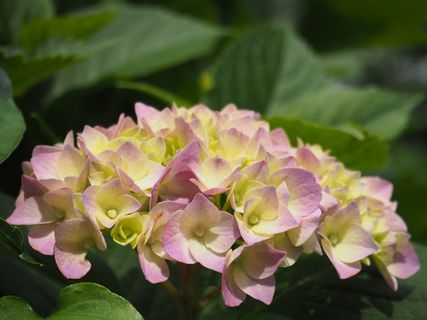 绣球花，鲜花，雨季，植物