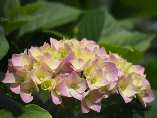 绣球花，鲜花，雨季，植物