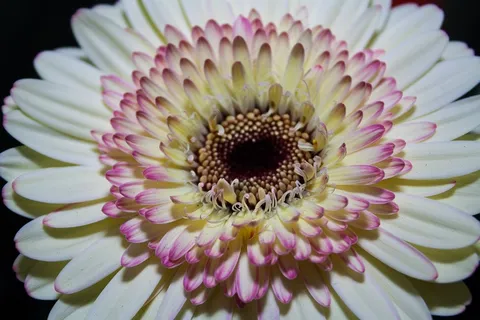 非洲菊,开花,宏,香,浪漫 非洲菊,开花,宏,香,浪漫