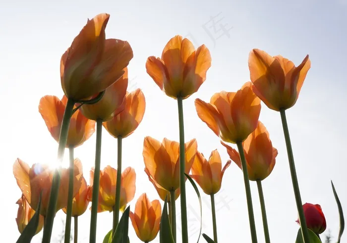 迈瑙，橙色，鲜花，夏天，郁金香，自然，自然