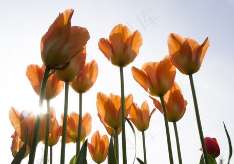 迈瑙,橙色,鲜花,夏天,郁金香,自然,自然 迈瑙,橙色,鲜花,夏天,郁金香,自然,自然