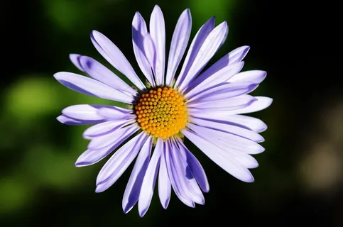 花,蓝色,自然,花的,植物,叶,绿色 花,蓝色,自然,花的,植物,叶,绿色