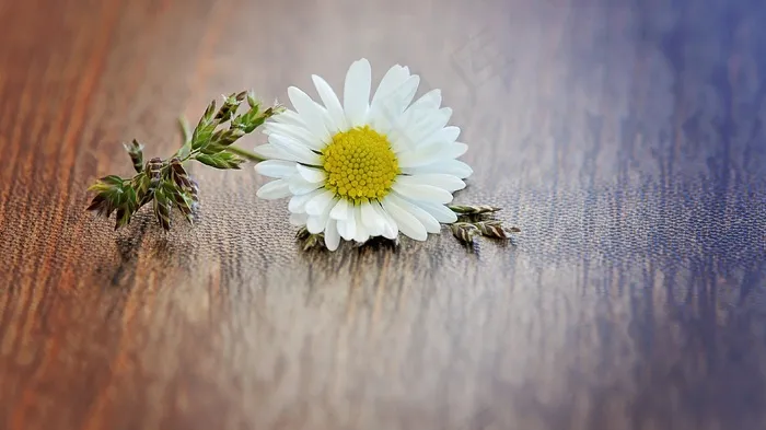 雏菊，花，开花，指出花