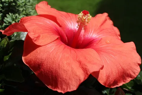 芙蓉,锦葵,开花,红色,雌蕊,光泽度 芙蓉,锦葵,开花,红色,雌蕊,光泽度