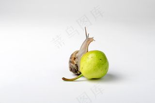 蜗牛，粘胶纤维，蜗牛，地面，爬行动物，食品