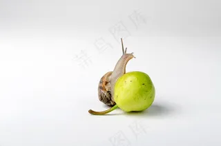 蜗牛，粘胶纤维，蜗牛，地面，爬行动物，食品