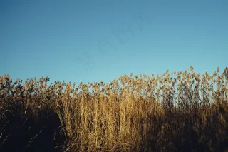 植物,树,芦苇丛,芦花,天空,秋天的芦苇