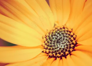 花，性质，植物，花园，夏天，黄色，关闭