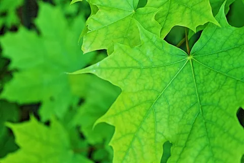 叶子,自然,叶子,绿色,植物,森林,当然 叶子,自然,叶子,绿色,植物,森林,当然