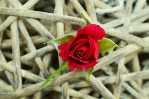 玫瑰,红玫瑰,辫子,自信,卡住,坚韧 玫瑰,红玫瑰,辫子,自信,卡住,坚韧