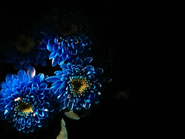 蓝色，花朵，墙纸，深色，黑色