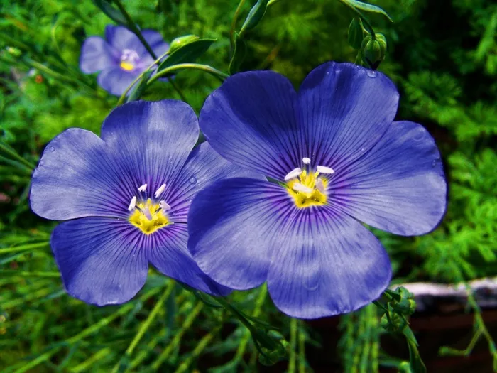 矢车菊，蓝色的花，春天的花朵