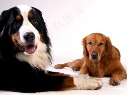金毛寻回犬，伯恩山犬，狗，动物