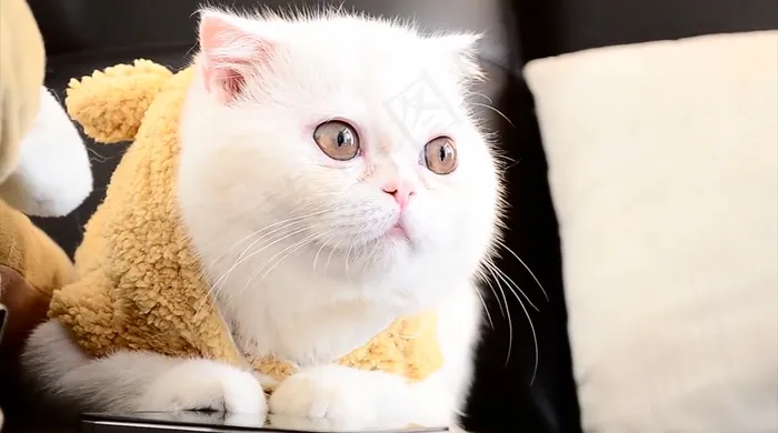 猫，猫的，动物
