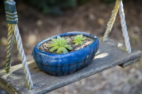 盆栽植物，小清新，日本风，植物